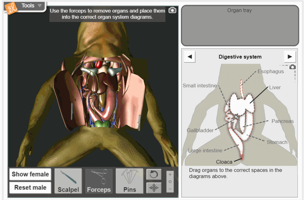 gif of Frog Dissection Gizmos
